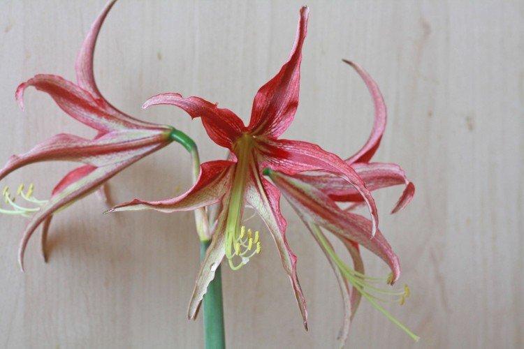 Amaryllis La Paz Amaryllis La Paz