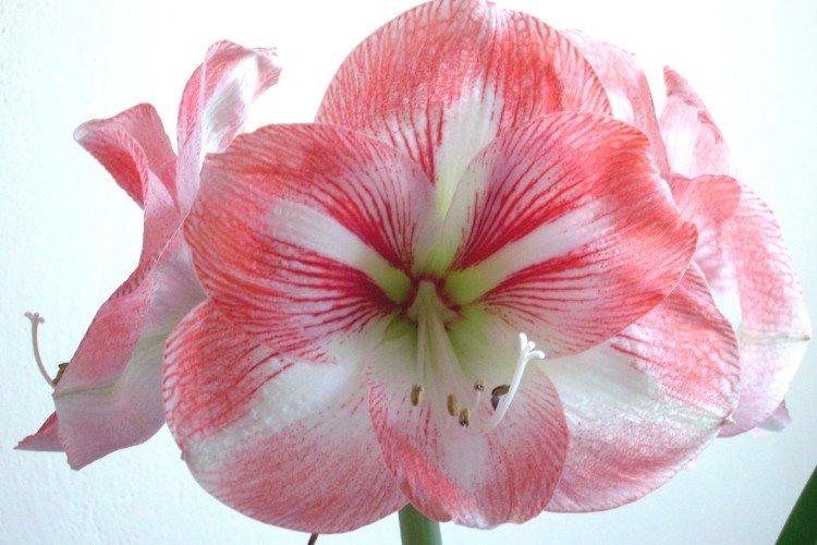 Amaryllis Macarena Amaryllis Macarena