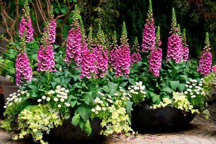 Digitalis (50 photos) : types, soins et plantation en plein champ