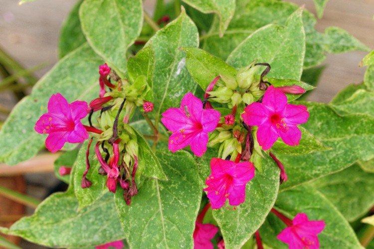Škodcovia a choroby Mirabilis Škodcovia a choroby Mirabilis