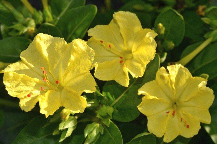 Mirabilis - foto Mirabilis - foto