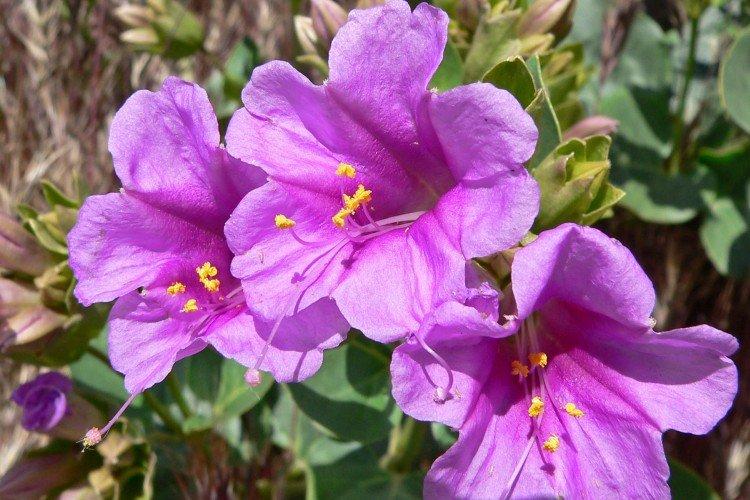 Mirabilis - foto Mirabilis - foto