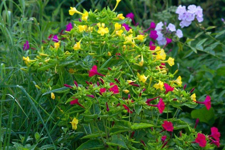 Mirabilis - foto Mirabilis - foto