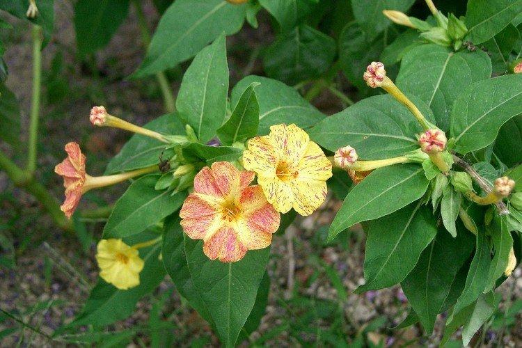 Mirabilis - foto Mirabilis - foto