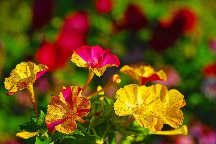 Mirabilis - foto Mirabilis - foto