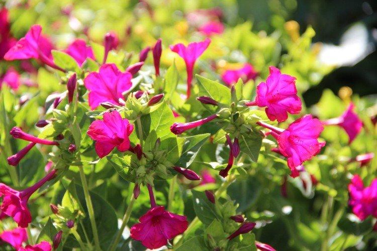 Mirabilis okrúhlolistý Mirabilis okrúhlolistý