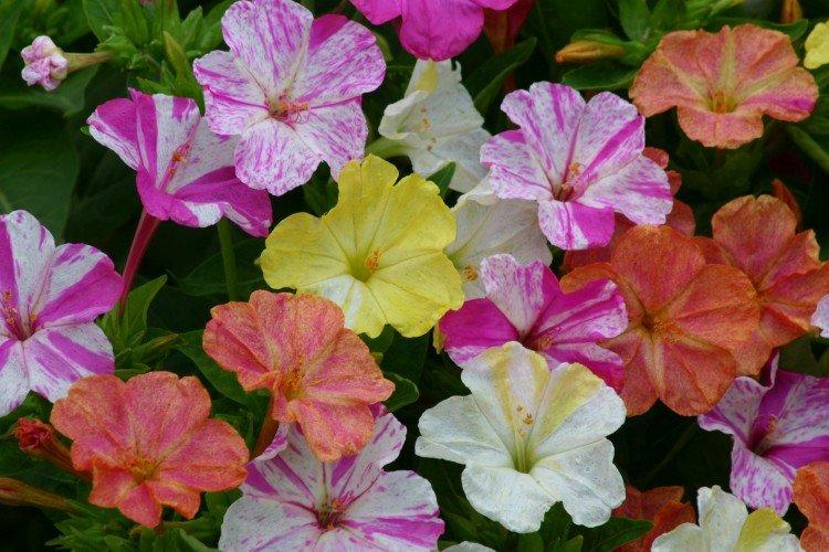 Mirabilis - foto Mirabilis - foto