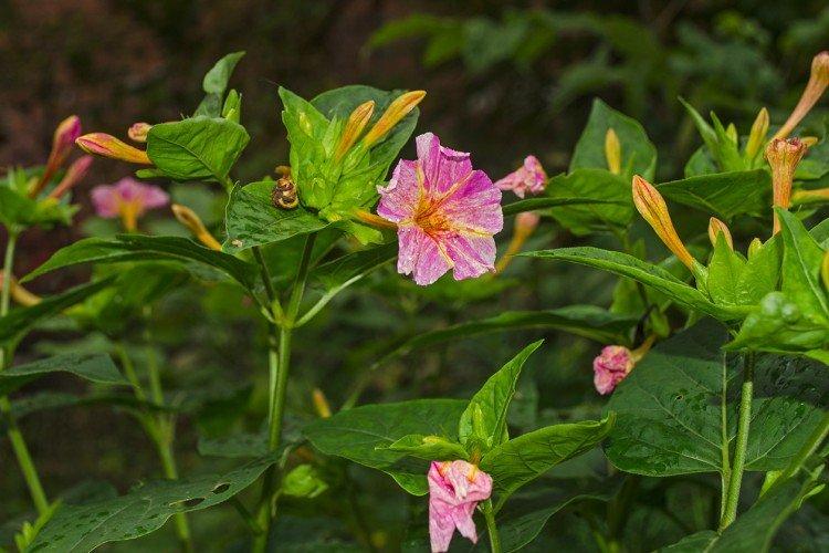 Mirabilis - foto Mirabilis - foto