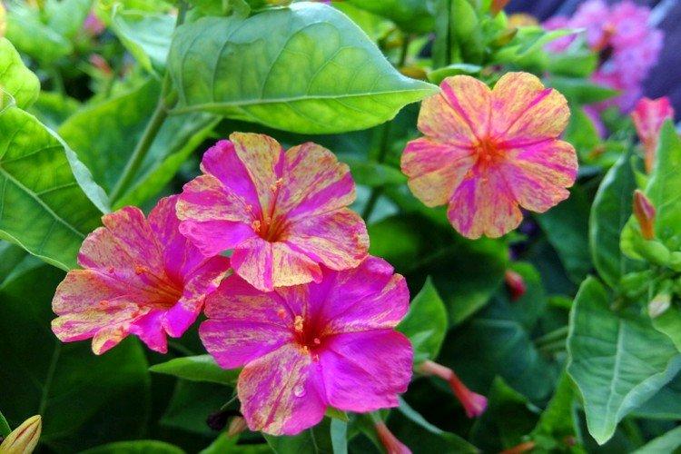 Mirabilis - foto Mirabilis - foto