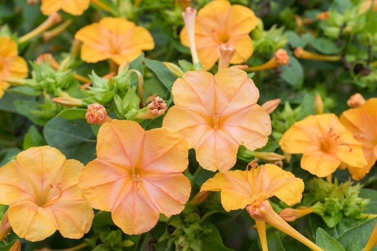 Mirabilis - foto Mirabilis - foto