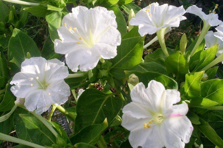Mirabilis - foto Mirabilis - foto