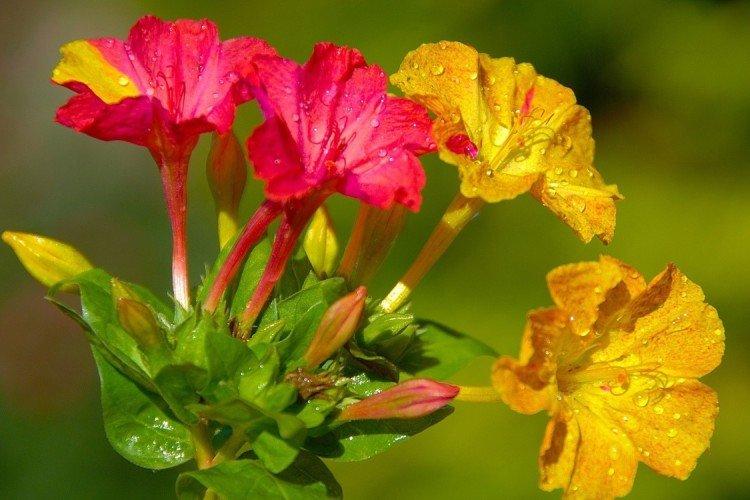 Mirabilis - foto Mirabilis - foto