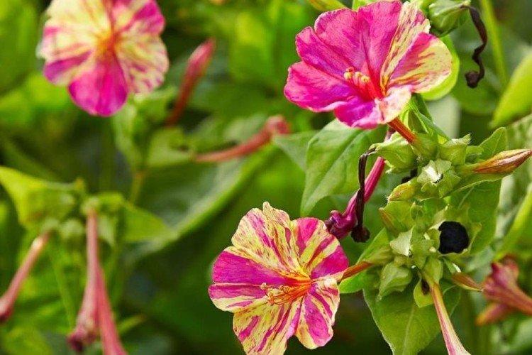 Mirabilis - foto Mirabilis - foto