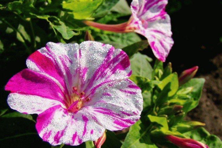 Mirabilis - foto Mirabilis - foto