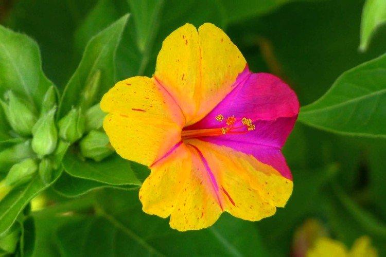 Mirabilis - foto Mirabilis - foto