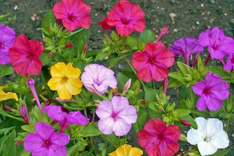 Mirabilis - foto Mirabilis - foto
