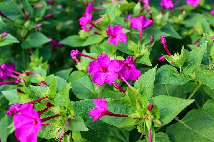 Mirabilis - foto Mirabilis - foto