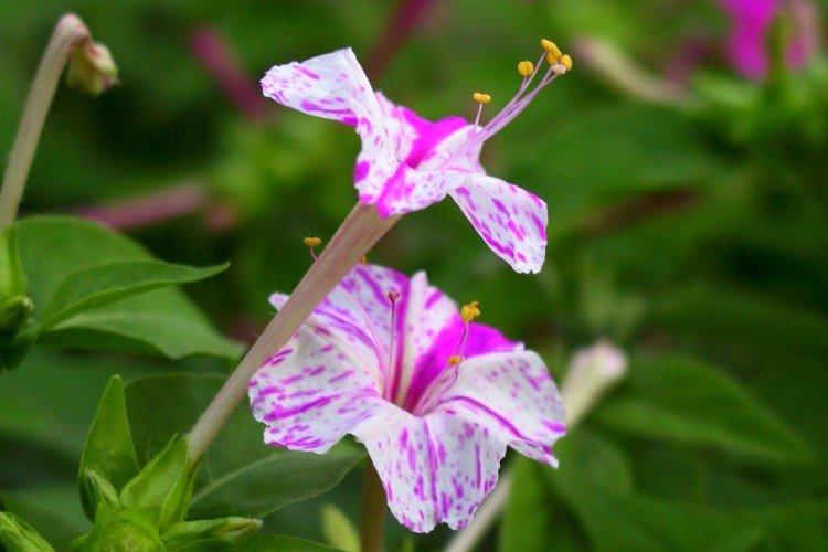 Mirabilis - foto Mirabilis - foto