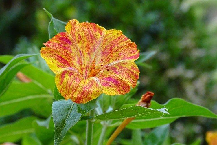Mirabilis - foto Mirabilis - foto