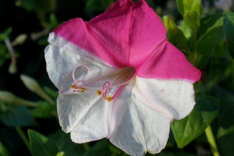 Mirabilis - foto Mirabilis - foto