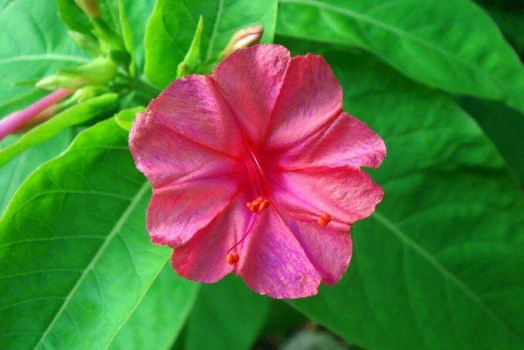 Mirabilis - foto Mirabilis - foto