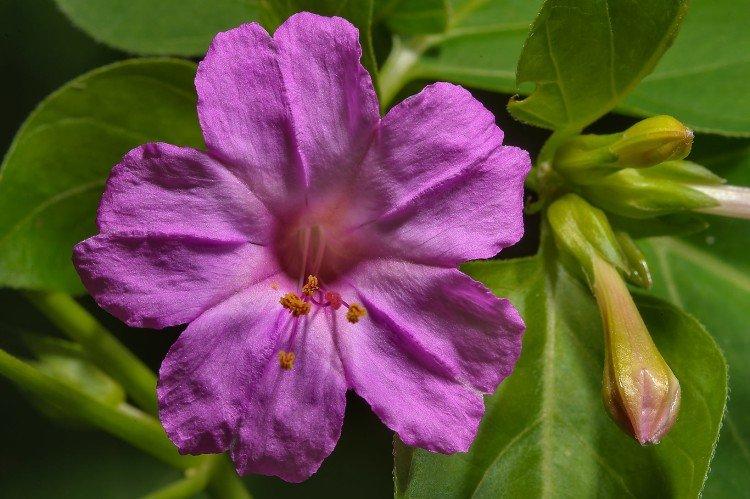 Lineárny mirabilis Lineárny mirabilis