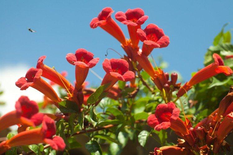 Campsis - foto Campsis - foto