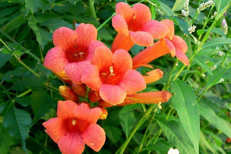 Campsis - foto Campsis - foto