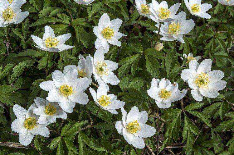 Anemone (50 photos): types, planting and care in the open field