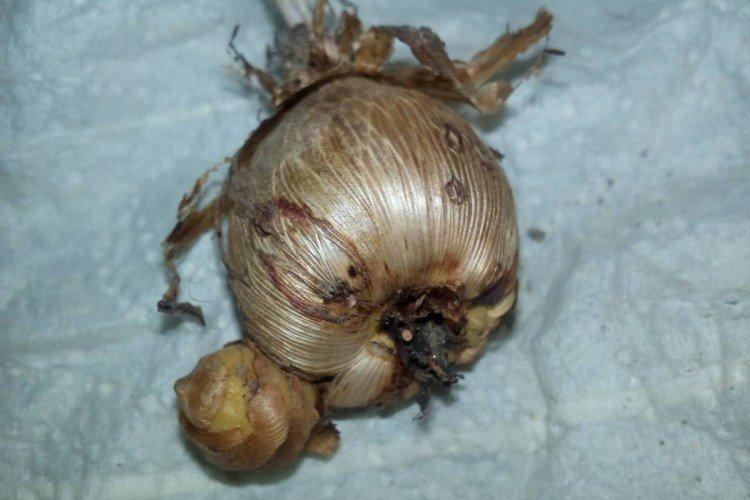 Škodcovia a choroby frézie Škodcovia a choroby frézie