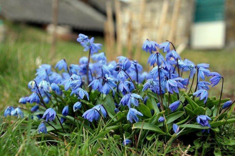 Proleski (50 fotografií): typy, starostlivosť a výsadba na otvorenom priestranstve Proleski (50 fotografií): typy, starostlivosť a výsadba na otvorenom priestranstve