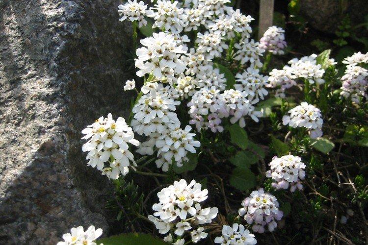 Skalnatý Iberis Skalnatý Iberis