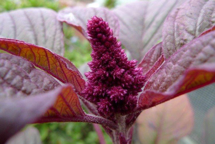 Amarant - foto Amaranth - foto