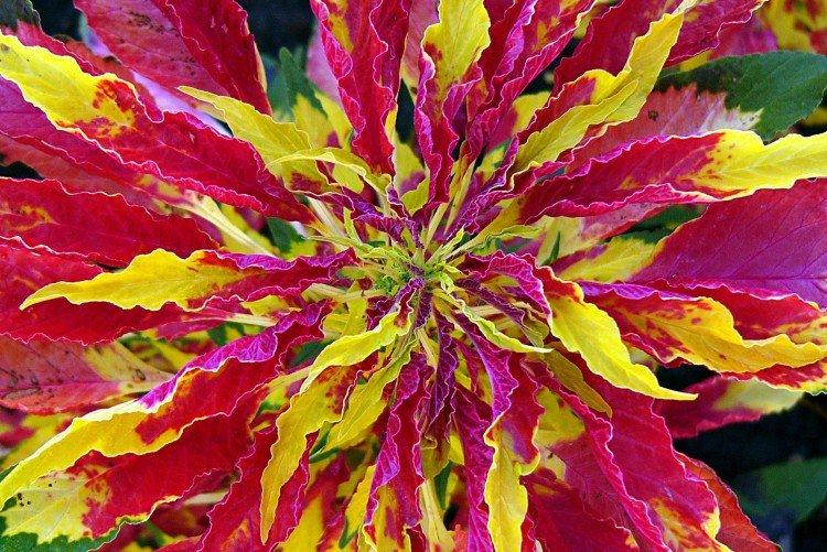 Amarant - foto Amaranth - foto