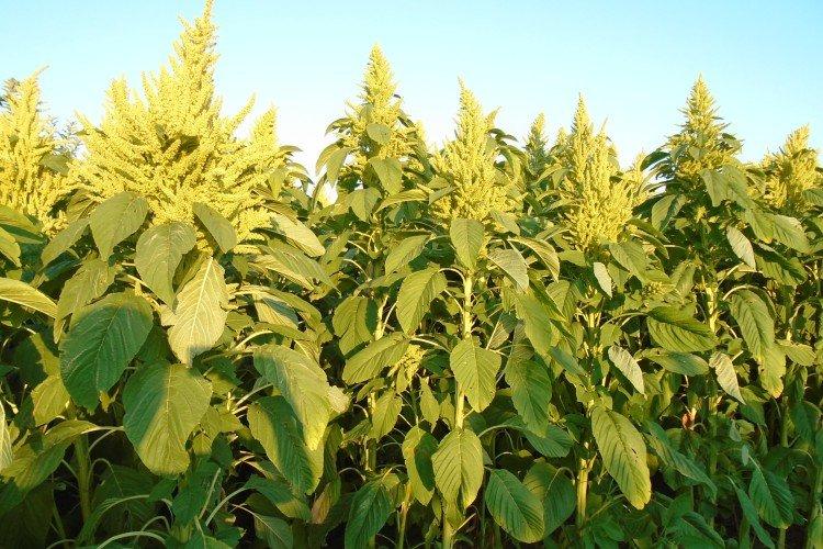 Amaranth - foto Amaranth - foto