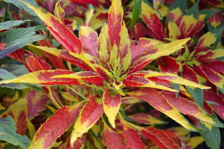 Amaranth - foto Amaranth - foto