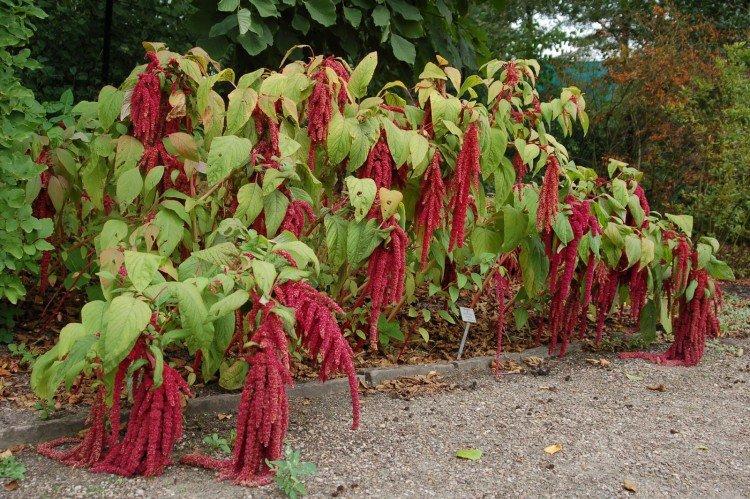 Amarant - foto Amaranth - foto