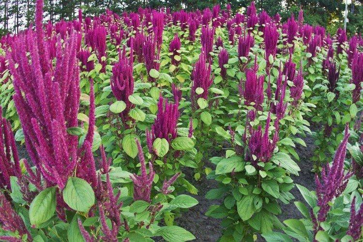 Amarant - foto Amaranth - foto