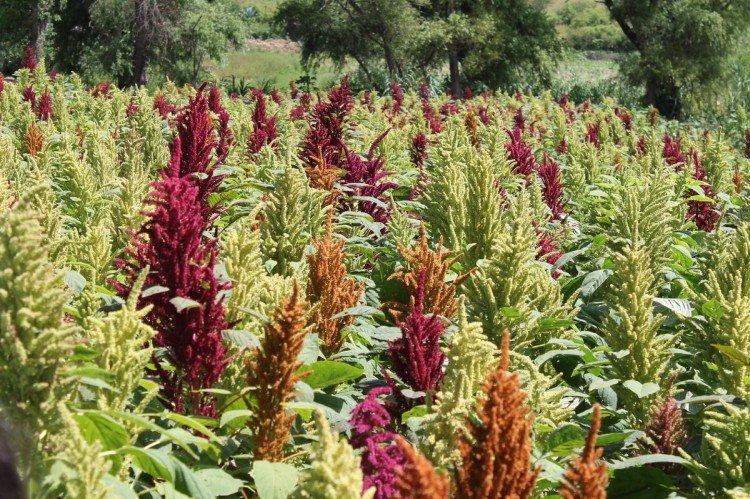 Amarant - foto Amaranth - foto