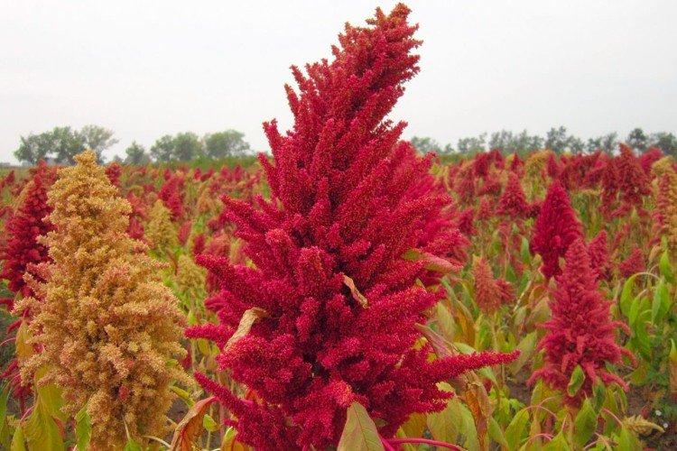 Amarant - foto Amaranth - foto