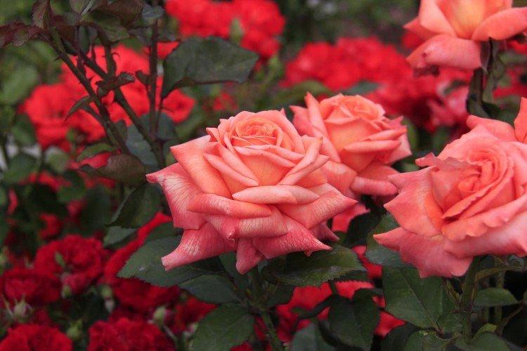 Hybrid tea roses (50 photos): types, care and planting in the open field