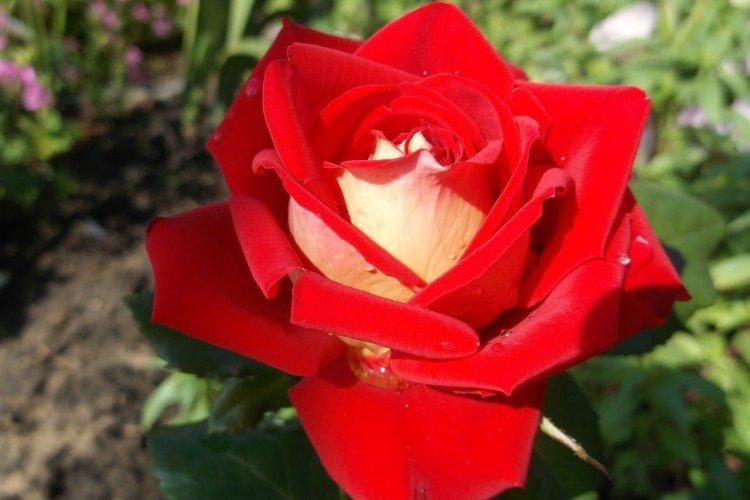 Hybridné čajové ruže - foto Hybridné čajové ruže - foto
