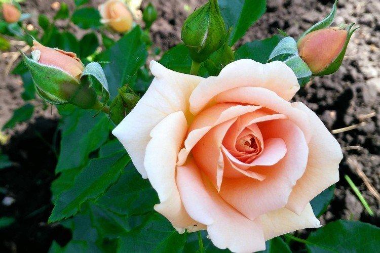 Hybridné čajové ruže - foto Hybridné čajové ruže - foto