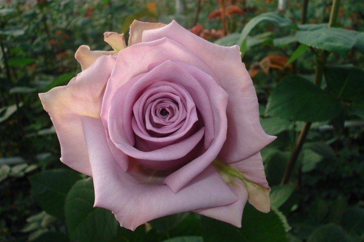 Hybridné čajové ruže - foto Hybridné čajové ruže - foto