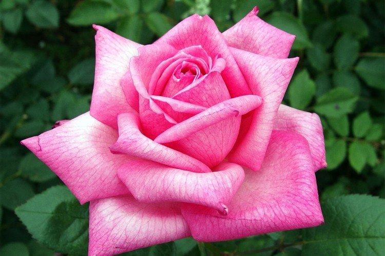 Hybridné čajové ruže - foto Hybridné čajové ruže - foto