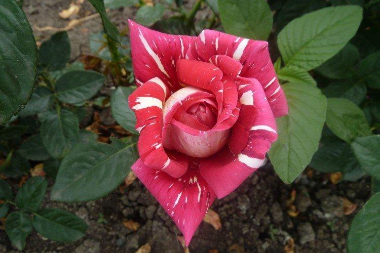 Hybridné čajové ruže - foto Hybridné čajové ruže - foto