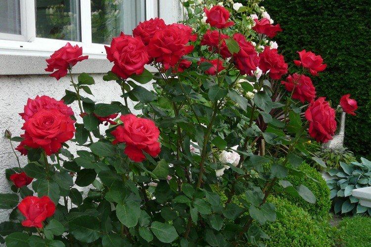 Dame de Coeur Dame de Coeur