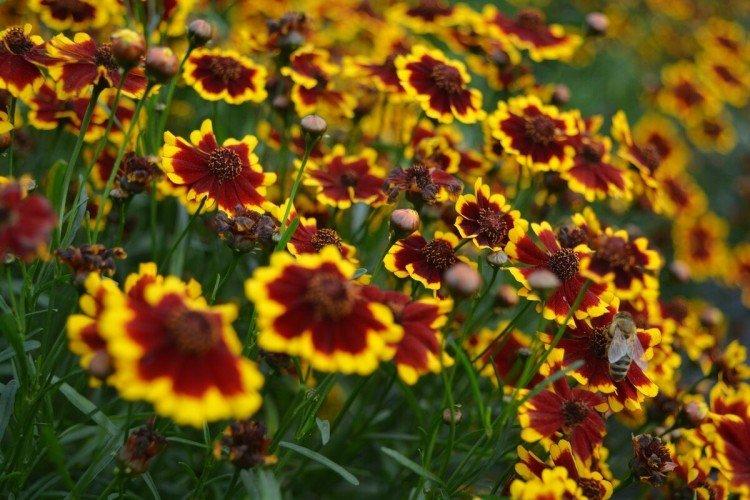 Coreopsis (50 fotografií): typy, starostlivosť a výsadba na otvorenom priestranstve Coreopsis (50 fotografií): typy, starostlivosť a výsadba na otvorenom priestranstve