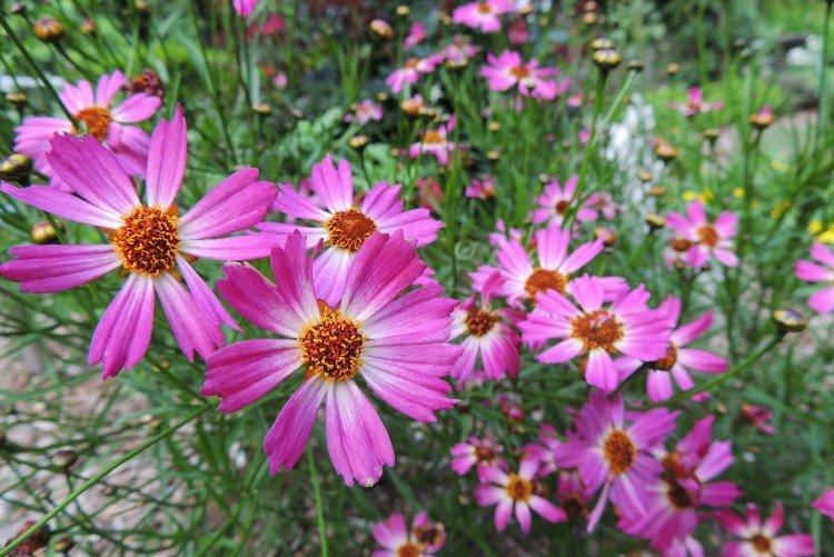 Coreopsis - fotografia Coreopsis - fotografia