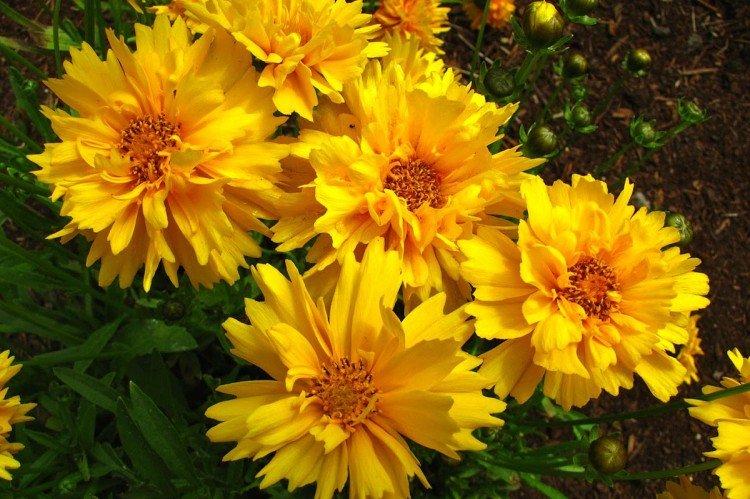 Coreopsis - fotografia Coreopsis - fotografia